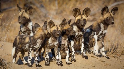 Remembering African Wild Dogs By Margot Raggett — Kickstarter