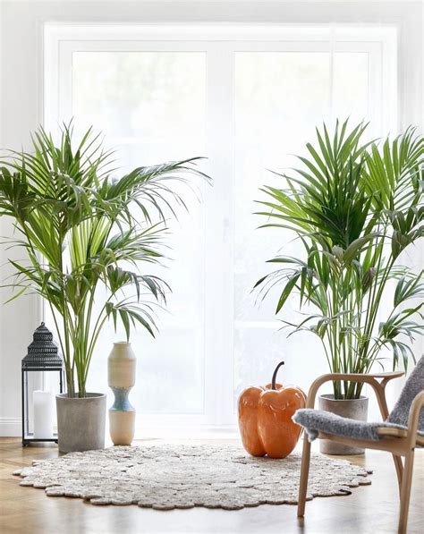 Tall Plants For Living Room Fresh Oversized House Plants Tall House