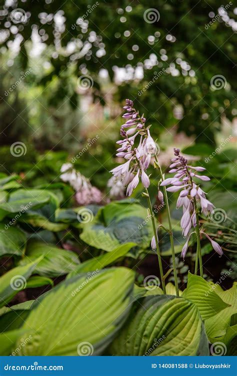 Hosta Blooms Close Up A Group Of Flowering Plants In The Garden Stock
