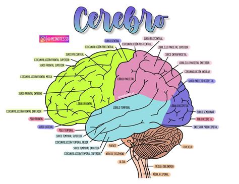 Anatomia Do Cerebro