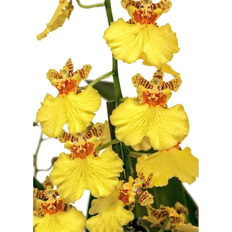 Orange Yellow Orchid Blossom Orchid Oncidium 20 Inch By 30 Inch