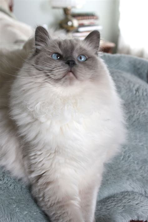 42 Hq Pictures Blue Ragdoll Cat Images Ragdoll Cat Facts