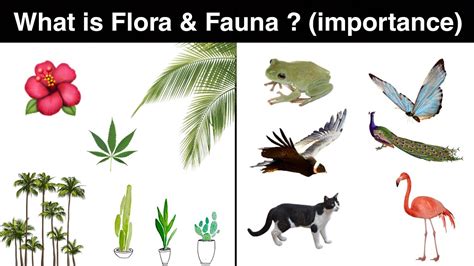 What Is Flora And Fauna Importance In Hindi Youtube
