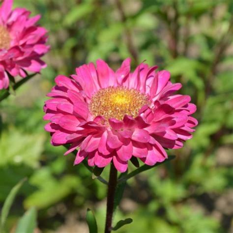 China Aster Mixed X10 Yorkshire Flower Farm