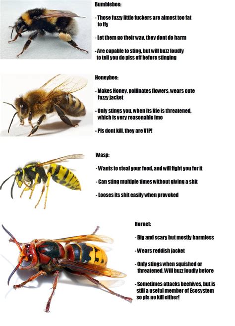Useful Guide To Differentiate Between Wasps Bees Hornets Coolguides