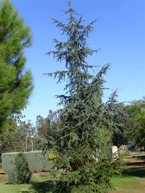 Blue Atlas Cedar Cómo Cultivar Y Cuidar Cedrus Atlantica 8