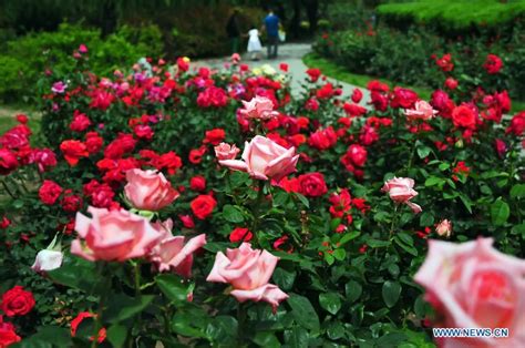 Hot and spicy orders are fixed to your spice level, so go for it and check out the general's chicken with extra flame. Tourists view Chinese roses in Beijing Botanical Garden[8 ...