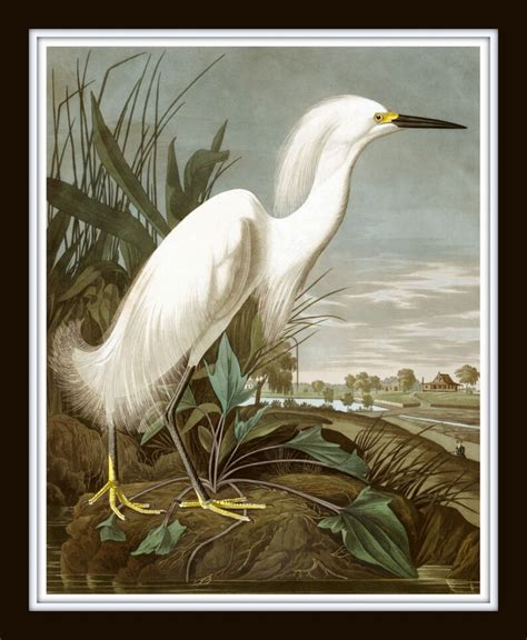 Vintage Audubon Birds Gallery Wall Set No 3 Coastal Art Sea Etsy