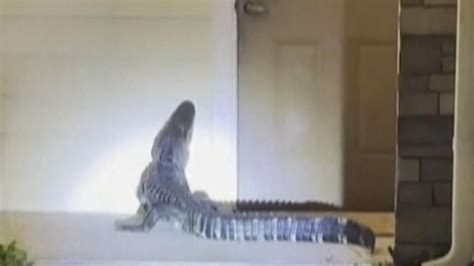 See You Later Alligator Pays Visit To Florida Home Offbeat News