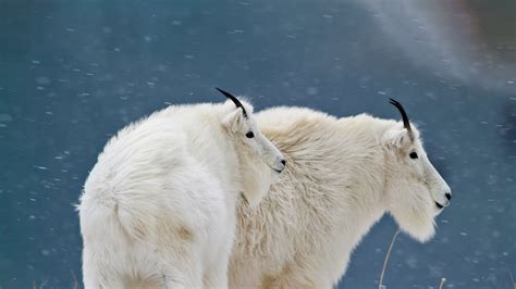 Bing Hd Wallpaper Dec 17 2022 Mountain Goats At Glacier National Park