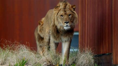 The German Zoo Selling Lion Poo Bbc Newsround