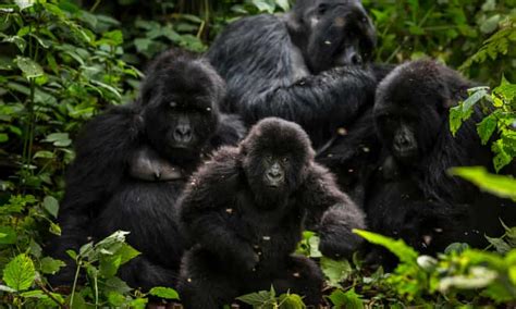 Mountain Gorillas Thriving But A New Threat Is Looming Wildlife