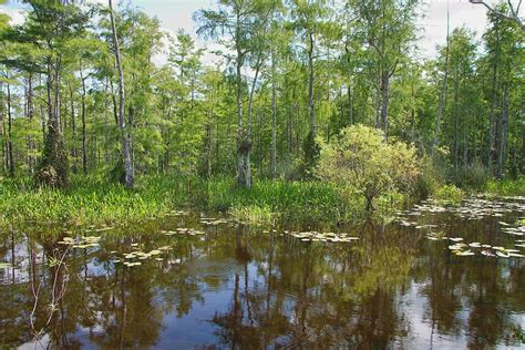 Everglades Lake Photograph By Rudy Umans Fine Art America