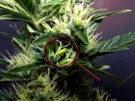 Plantes De Cannabis Hermaphrodites Stress Test Khalifa Genetics