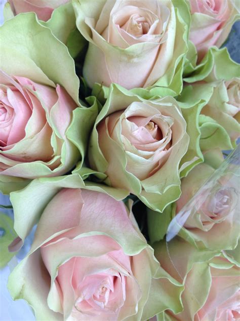 Pink And Green Roses Love Rose Amazing Flowers My Flower Beautiful