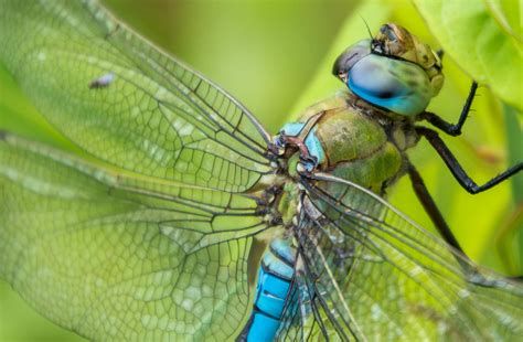 Free Stock Photo Of Close Up Close Up Dragonfly