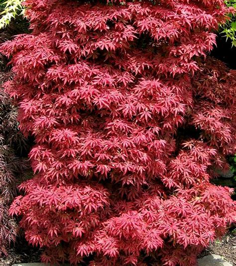 Acer Palmatum Skeeters Broom Red Japanese Maple Tree Kigi Nursery