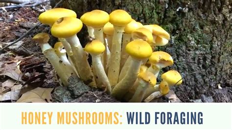 Poisonous Mushrooms In Michigan All Mushroom Info