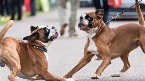 Boxer Dog Breed Information And Pictures Facts And Personality Traits