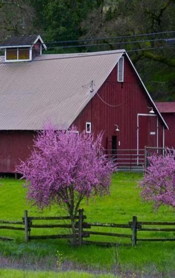 Red Barn And Red Bud Trees Plant This Along The Back Fence Old Barns