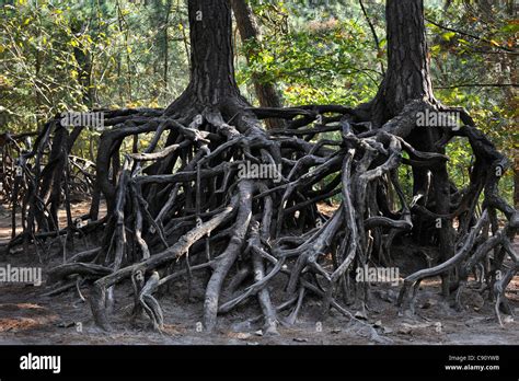 Exposed Roots Of Pine Trees Due To Soil Erosion In Forest At