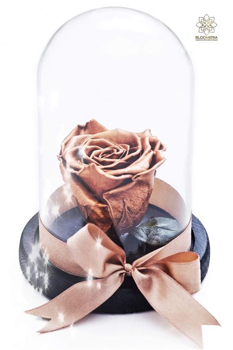 Gorgeous, real roses · nationwide shipping · touchless delivery Pin by BLOOMERIA on Trandafiri criogenati/ Preserved roses ...