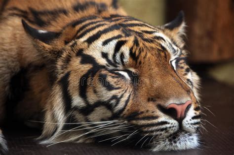 Tigre De Sumatran Sumatrae De Tigris Do Panthera Imagem De Stock