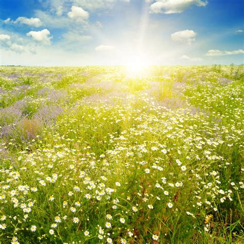 Field With Daisies And Blue Sky Focus On Foreground Stock Photo