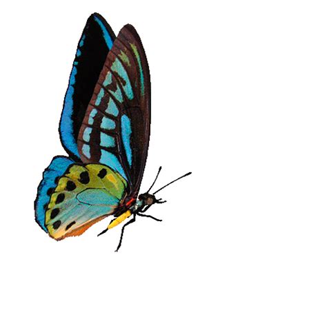 Бабочки для вас Винтажный хэллоуин Бабочки Анимация