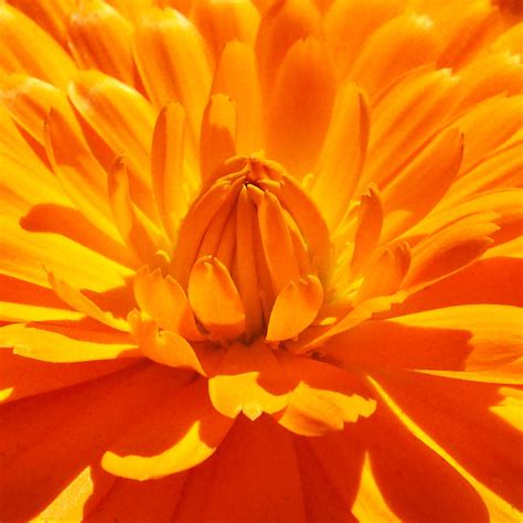 Orange Petals Thriftyfun