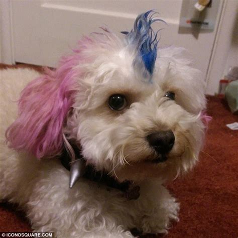 Meet The Rex Pistols Dog Owners Dye Their Pets Fur And Give Them Punk