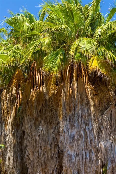 Untrimmed Palm Trees Free Stock Photo Public Domain Pictures