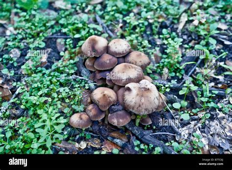 Wild Mushroom Cluster In The Woods Stock Photo Alamy