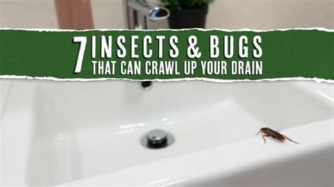 7 Insects And Bugs That Crawl Up Your Drain Removal Guide Pest Pointers