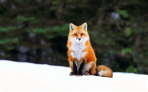 Red Fox Winter Forest Snow Fox Hd Wallpaper Wallpaperbetter