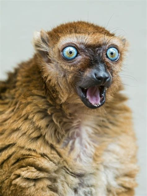 Sclaters Lemur My What Eyes You Have Animals