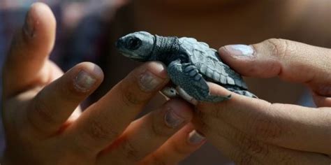 Mexico Releases 100000 Endangered Sea Turtles