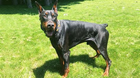 Doberman For 1st Time Owner Is It Safe Youtube