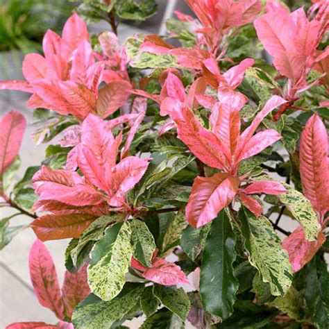 Photinia Pink Crispy 2ltr Trees And Shrubs Flowers