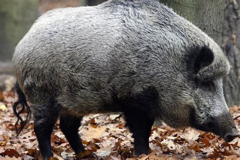 Taking Inspiration From The Wild Boar In The Year Of The Pig South