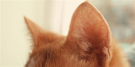 3 Ear Problems That Affect Cats Veterinary Dermatology Services