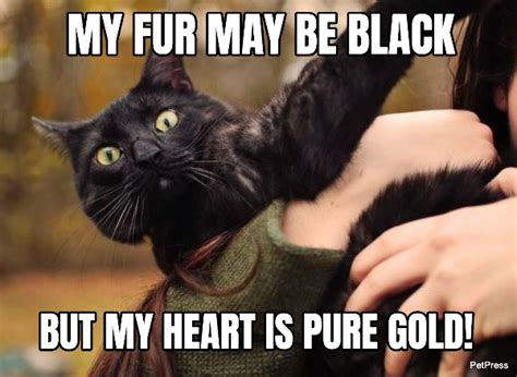 Truth In Black Cat Memes Funny Cat Memes Cats Images And Photos Finder