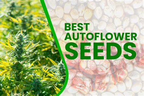 Best Autoflower Seeds For An Epic Easy Yield In 2022