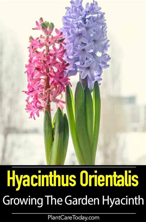 Hyacinthus Orientalis Growing And Blooming Dutch Hyacinth