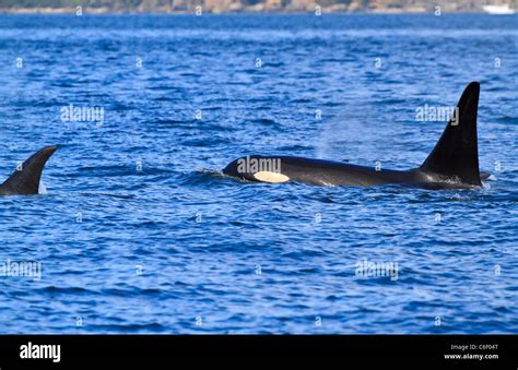 A Pod Of Killer Whales Orcinus Orca Swimming Near The San Juan
