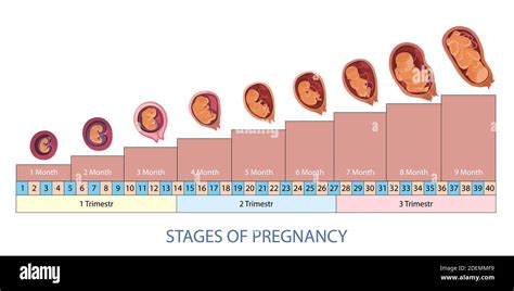 Infographie Sur Les Stades De La Grossesse Et Le Développement Du Fœtus