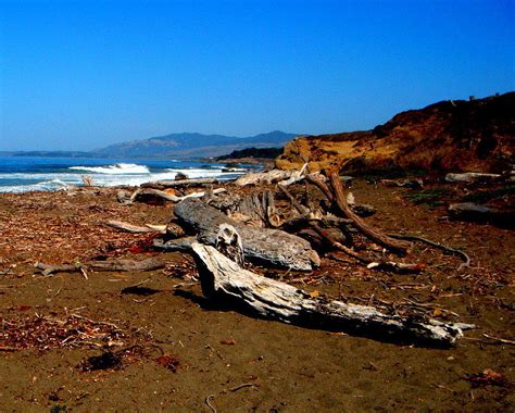 Moonstone Beach Driftwood Photograph By Diana Cardosi Bussone Fine