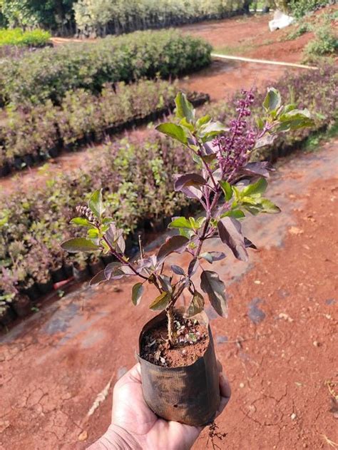 Buy Krishna Tulsi Plant Holy Basil Ocimum Tenuiflorum Black Plant