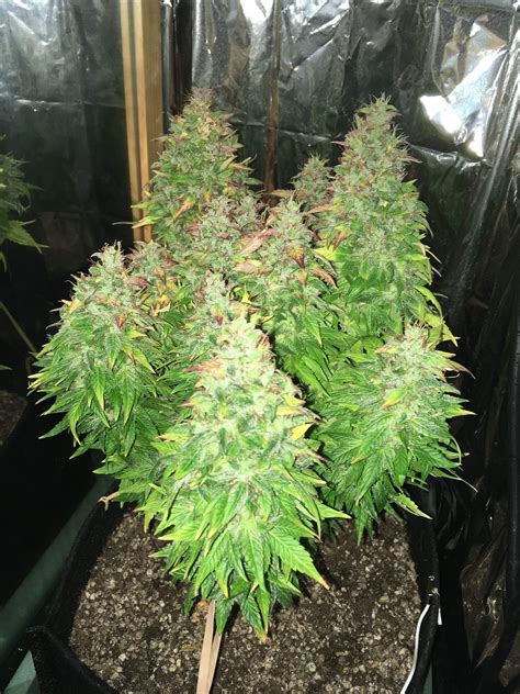 Step 1 take your height measurement step 2 do workout step 3 take your height after workout tell me in comment how much your. Vision Seeds Northern Lights Auto grow journal week12 by amex0931 - GrowDiaries