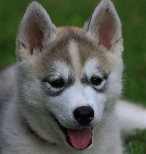 Cute unknown #dog #dogs #husky #puppy #pup #eyes #instagood #dogs_of_instagram #pet #pets #animal #animals #petstagram #petsagram… siberian husky puppies | different breeds of dogs pictures |cute puppy